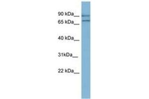 Image no. 1 for anti-Oxidation Resistance 1 (OXR1) (AA 143-192) antibody (ABIN6741727)