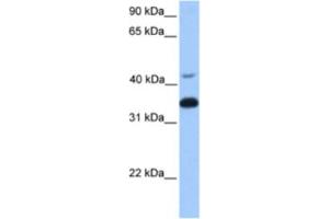 Western Blotting (WB) image for anti-Guanine Nucleotide Binding Protein (G Protein), beta Polypeptide 2 (GNB2) antibody (ABIN2463165) (GNB2 antibody)