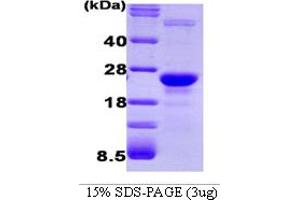 SDS-PAGE (SDS) image for Glyoxalase I (GLO1) (AA 1-184) protein (ABIN666885)