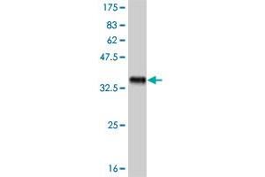 Western Blot detection against Immunogen (35. (FRZB antibody  (AA 102-190))