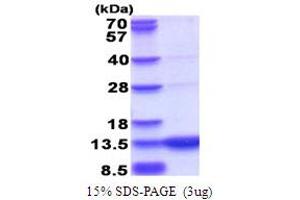 SDS-PAGE (SDS) image for GTP Cyclohydrolase I Feedback Regulator (GCHFR) (AA 1-84) protein (His tag) (ABIN5778612)