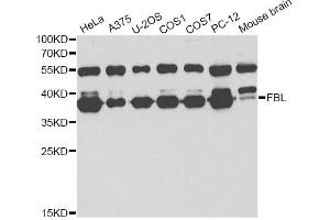 Western blot analysis of extracts of various cell lines, using FBL antibody (ABIN6292110) at 1:1000 dilution. (Fibrillarin antibody)