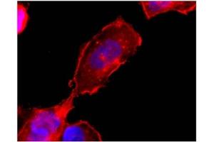 Immunofluorescence (IF) image for anti-Sphingosine-1-Phosphate Receptor 4 (S1PR4) (C-Term) antibody (ABIN264453)