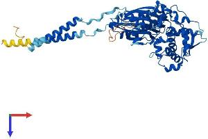 AlphaFold protein structure predicition of Human Recombinant ENTPD1 Protein, UniprotID P49961 (CD39 Protein (AA 1-510) (His tag))