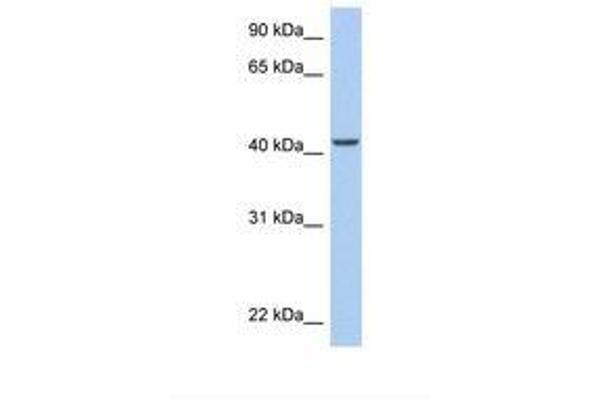 ARID3C antibody  (AA 326-375)