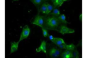 Anti-PRL mouse monoclonal antibody (ABIN2453520) immunofluorescent staining of COS7 cells transiently transfected by pCMV6-ENTRY PRL (RC205627). (Prolactin antibody)