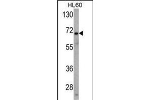 Western blot analysis of USP2 Antibody (N-term) (ABIN388877 and ABIN2839170) in HL60 cell line lysates (35 μg/lane). (USP2 antibody  (N-Term))