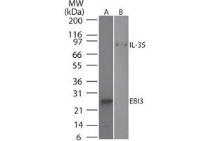 Image no. 1 for anti-Interleukin-27 subunit beta (IL-27b) antibody (ABIN959967) (EBI3 antibody)