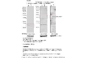 Sample Type: 1. (RAB1A antibody  (Middle Region))