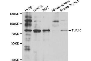 Western blot analysis of extracts of various cell lines, using TLR10 antibody (ABIN5973463) at 1/1000 dilution. (TLR10 antibody)