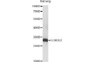 Western blot analysis of extracts of rat lung, using ELMOD2 antibody (ABIN6293198) at 1:3000 dilution. (ELMOD2 antibody)
