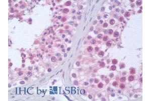 ABIN185045 (10µg/ml) staining of paraffin embedded Human Testis. (Importin 9 antibody  (C-Term))