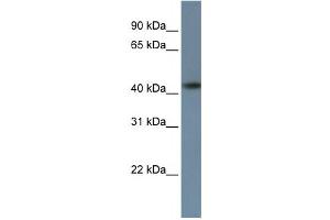 Western Blotting (WB) image for anti-Zinc Finger Protein 669 (ZNF669) antibody (ABIN2458423) (ZNF669 antibody)