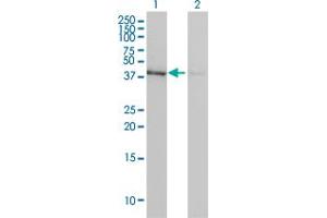 Western Blot analysis of ACTB expression in transfected 293T cell line by ACTB monoclonal antibody (M01A), clone 3G4-F9. (beta Actin antibody  (AA 1-375))