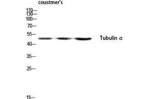 Western Blot (WB) analysis of customer's lysis using Tubulin alpha antibody. (alpha Tubulin antibody  (C-Term))