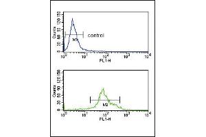 HSD17B3 Antibody (Center) (ABIN653468 and ABIN2842893) flow cytometry analysis of K562 cells (bottom histogram) compared to a negative control cell (top histogram). (HSD17B3 antibody  (AA 89-118))