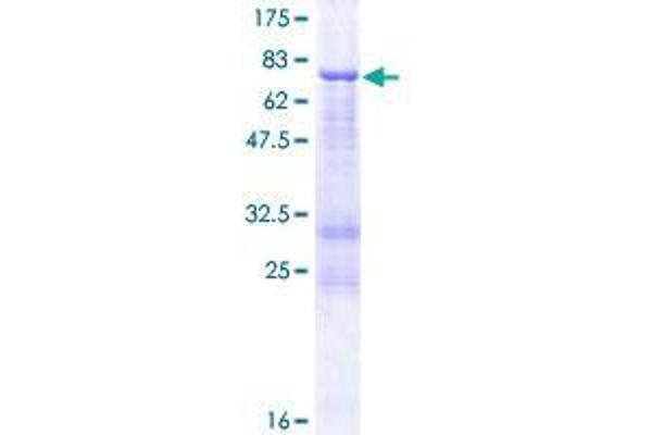 FCRLA Protein (AA 1-376) (GST tag)