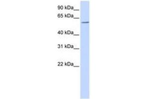 Image no. 1 for anti-Zinc Finger and BTB Domain Containing 7A (ZBTB7A) (AA 108-157) antibody (ABIN6740515) (ZBTB7A antibody  (AA 108-157))