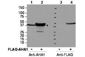 Western blot using  affinity purified anti-AHA1 antibody shows detection of AHA1 in Cos7 cells. (AHSA1 antibody  (Internal Region))