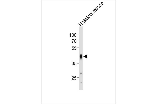 POU5F1B antibody  (N-Term)