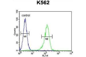 AHCY Antibody (N-term) flow cytometric analysis of K562 cells (right histogram) compared to a negative control cell (left histogram). (AHCY antibody  (N-Term))