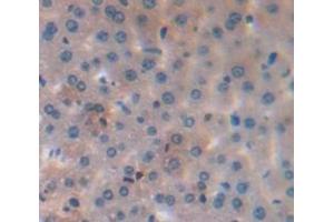 IHC-P analysis of Mouse Tissue, with DAB staining. (Caspase 8 antibody  (AA 1-218))