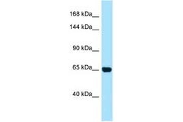 PALB2 antibody  (AA 677-726)