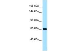 Image no. 1 for anti-Partner and Localizer of BRCA2 (PALB2) (AA 677-726) antibody (ABIN6748465) (PALB2 antibody  (AA 677-726))