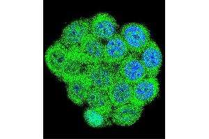 Confocal immunofluorescent analysis of GAL Antibody (Center) (ABIN655055 and ABIN2844684) with 293 cell followed by Alexa Fluor 488-conjugated goat anti-rabbit lgG (green). (GAL antibody  (AA 48-79))