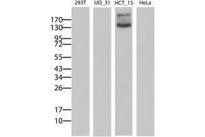 Image no. 2 for anti-ATP-Binding Cassette, Sub-Family B (MDR/TAP), Member 1 (ABCB1) (AA 347-710) antibody (ABIN1491437) (ABCB1 antibody  (AA 347-710))
