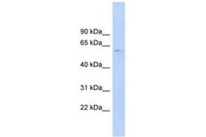 Image no. 1 for anti-CDC-Like Kinase 4 (CLK4) (AA 107-156) antibody (ABIN6744485) (CLK4 antibody  (AA 107-156))
