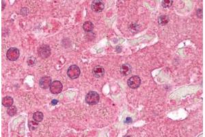 Liver (SIRT1 antibody  (AA 207-256))