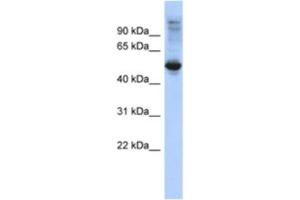 Western Blotting (WB) image for anti-F-Box and Leucine-Rich Repeat Protein 16 (FBXL16) antibody (ABIN2463929) (FBXL16 antibody)