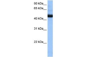 PIGK antibody used at 0. (IgK antibody  (N-Term))