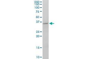 FGF8 monoclonal antibody (M01), clone 2A10.