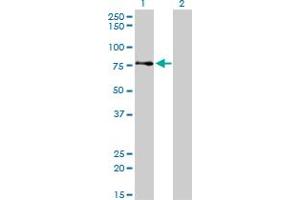 Western Blotting (WB) image for anti-A Kinase (PRKA) Anchor Protein 8 (AKAP8) (AA 551-663) antibody (ABIN599126) (AKAP8 antibody  (AA 551-663))