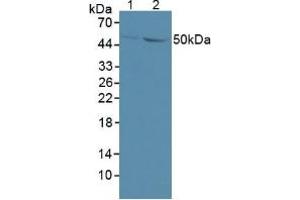 Figure. (GDF6 antibody  (AA 336-455))