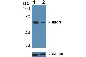Knockout Varification: ;Lane 1: Wild-type MCF7 cell lysate; ;Lane 2: BECN1 knockout MCF7 cell lysate; ;Predicted MW: 52kDa ;Observed MW: 60kDa;Primary Ab: 3µg/ml Rabbit Anti-Human BECN1 Antibody;Second Ab: 0. (Beclin 1 antibody  (AA 1-273))