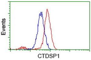 Image no. 2 for anti-CTD (Carboxy-terminal Domain, RNA Polymerase II, Polypeptide A) Small Phosphatase 1 (CTDSP1) antibody (ABIN1497676) (CTDSP1 antibody)