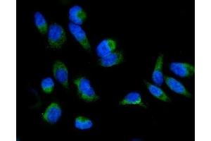 IF analysis of GRPEL1 using anti-GRPEL1 antibody (ABIN7602643). (GRPEL1 antibody  (AA 90-217))