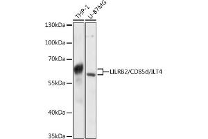 Western blot analysis of extracts of various cell lines, using LILRB2/CD85d/ILT4 antibody (ABIN6131862, ABIN6143218, ABIN6143220 and ABIN6215744) at 1:3000 dilution. (LILRB2 antibody  (AA 479-598))