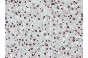 Image no. 2 for anti-Non-POU Domain Containing, Octamer-Binding (NONO) (AA 184-385) antibody (ABIN1491072) (NONO antibody  (AA 184-385))