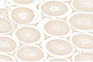 Immunohistochemistry analysis of paraffin-embedded rat testis using,WDR37 (ABIN7076217) at dilution of 1: 3000 (WDR37 antibody)