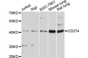 Western blot analysis of extracts of various cell lines, using CD274 antibody. (PD-L1 antibody)