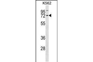 Western blot analysis in K562 cell line lysates (35ug/lane). (Cyclin K antibody  (N-Term))