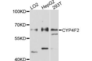 Western blot analysis of extracts of various cell lines, using CYP4F2 antibody (ABIN6003826) at 1/1000 dilution. (CYP4F2 antibody)