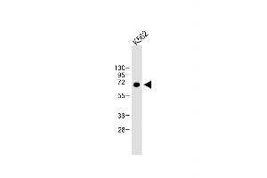 Anti-LTF at 1:8000 dilution + K562 whole cell lysate Lysates/proteins at 20 μg per lane. (Lactoferrin antibody)