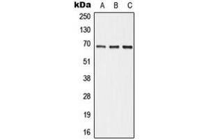 Western blot analysis of ALPI expression in HepG2 (A), Raw264. (Intestinal Alkaline Phosphatase antibody  (Center))