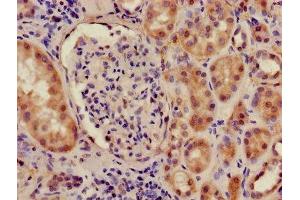 Immunohistochemistry of paraffin-embedded human kidney tissue using ABIN7156716 at dilution of 1:100 (ILF2 antibody  (AA 1-390))