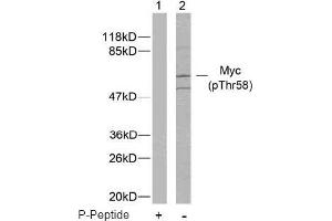 Image no. 2 for anti-Myc Proto-Oncogene protein (MYC) (pThr58) antibody (ABIN196672) (c-MYC antibody  (pThr58))
